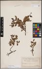 Foto von Salix foetida Schleich. ex DC. x Salix helvetica Vill.